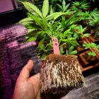 Unternehmen 4 Bild BAUMHAUS – DEIN GROWSHOP GMBH Obst, Gemüse Einzelhandel am Graz 6