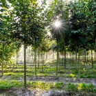Unternehmen 3 Bild BAUMSCHULEN ALOIS STÖCKL GMBH Land-/Forstwirtschaft/Fischerei am Zell An Der Pram 4