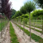 Unternehmen 2 Bild BAUMSCHULEN ALOIS STÖCKL GMBH Land-/Forstwirtschaft/Fischerei am Zell An Der Pram 4