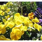Unternehmen 2 Bild BLUMEN HEIMO U STEFANIE BEINHARDT Land-/Forstwirtschaft/Fischerei am Graz 6