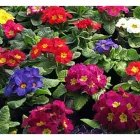 Unternehmen 5 Bild BLUMEN HEIMO U STEFANIE BEINHARDT Land-/Forstwirtschaft/Fischerei am Graz 6