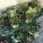 Unternehmen 4 Bild BURGFLORIST FLORA SALON E.U. RUDOLF HAJEK Garten/Pflanzen am Graz 6