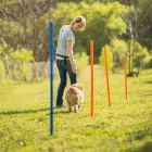 Unternehmen 1 Bild DOG TO ME - GANZHEITLICHES HUNDETRAINING Vereine/Verbände/Organisationen am Wien 9
