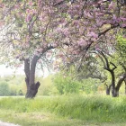 Unternehmen 7 Bild ECKER - ECKHOFEN GARTENGESTALTUNG KG Land-/Forstwirtschaft/Fischerei am Grambach 6