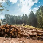 Unternehmen 2 Bild FORST-FOHRINGER Land-/Forstwirtschaft/Fischerei am Puchberg Am Schneeberg 3