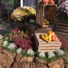 Unternehmen 2 Bild GARTENZENTRUM JOSEF EDLER Land-/Forstwirtschaft/Fischerei am Graz 6