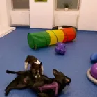 Unternehmen 1 Bild HUNDEHORT WIEN Tierpensionen am Wien 9