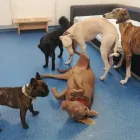 Unternehmen 8 Bild HUNDEHORT WIEN Tierpensionen am Wien 9