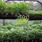 Unternehmen 1 Bild JACKFLASH HEAD- & GROWSHOP am Traun 4