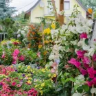 Unternehmen 3 Bild NEUHOLD GARTENCENTER Garten/Pflanzen am Hausmannstätten 6