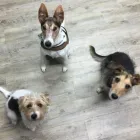 Unternehmen 3 Bild TIERÄRZTETEAM Ärzte am Neunkirchen 3