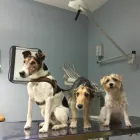 Unternehmen 6 Bild TIERÄRZTETEAM Ärzte am Neunkirchen 3