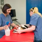 Unternehmen 3 Bild TIERGESUNDHEITSZENTRUM DRES. SCHICHL Ärzte am Gratkorn 6