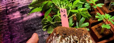 Unternehmen 4 Bild BAUMHAUS – DEIN GROWSHOP GMBH Obst, Gemüse Einzelhandel am Graz 6