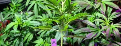 Unternehmen 7 Bild BAUMHAUS – DEIN GROWSHOP GMBH Obst, Gemüse Einzelhandel am Graz 6