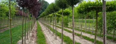 Unternehmen 2 Bild BAUMSCHULEN ALOIS STÖCKL GMBH Land-/Forstwirtschaft/Fischerei am Zell An Der Pram 4
