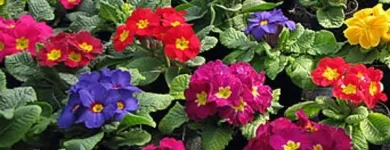 Unternehmen 5 Bild BLUMEN HEIMO U STEFANIE BEINHARDT Land-/Forstwirtschaft/Fischerei am Graz 6
