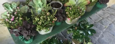 Unternehmen 4 Bild BURGFLORIST FLORA SALON E.U. RUDOLF HAJEK Garten/Pflanzen am Graz 6