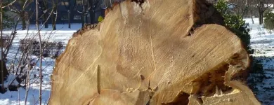 Unternehmen 3 Bild FRITZ SCHUTTI Zimmerarbeiten, Holzbauarbeiten am Stallhofen 6