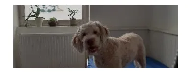 Unternehmen 2 Bild HUNDEHORT WIEN Tierpensionen am Wien 9