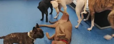 Unternehmen 8 Bild HUNDEHORT WIEN Tierpensionen am Wien 9
