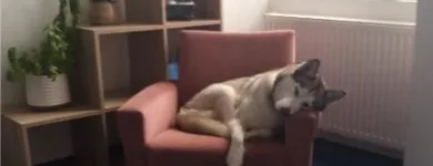Unternehmen 3 Bild HUNDEHORT WIEN Tierpensionen am Wien 9
