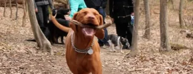 Unternehmen 9 Bild HUNDEHORT WIEN Tierpensionen am Wien 9