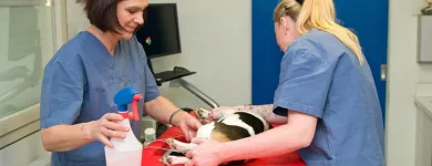 Unternehmen 3 Bild TIERGESUNDHEITSZENTRUM DRES. SCHICHL Ärzte am Gratkorn 6