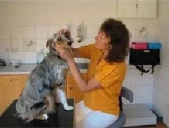 Unternehmen 1 Bild TIERARZTPRAXIS AMADEUS DIPL-TA ZECHMEISTER-MÜHL MARTINA